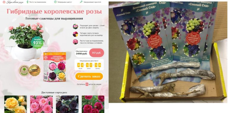 мошенники продажа гибридных королевских роз