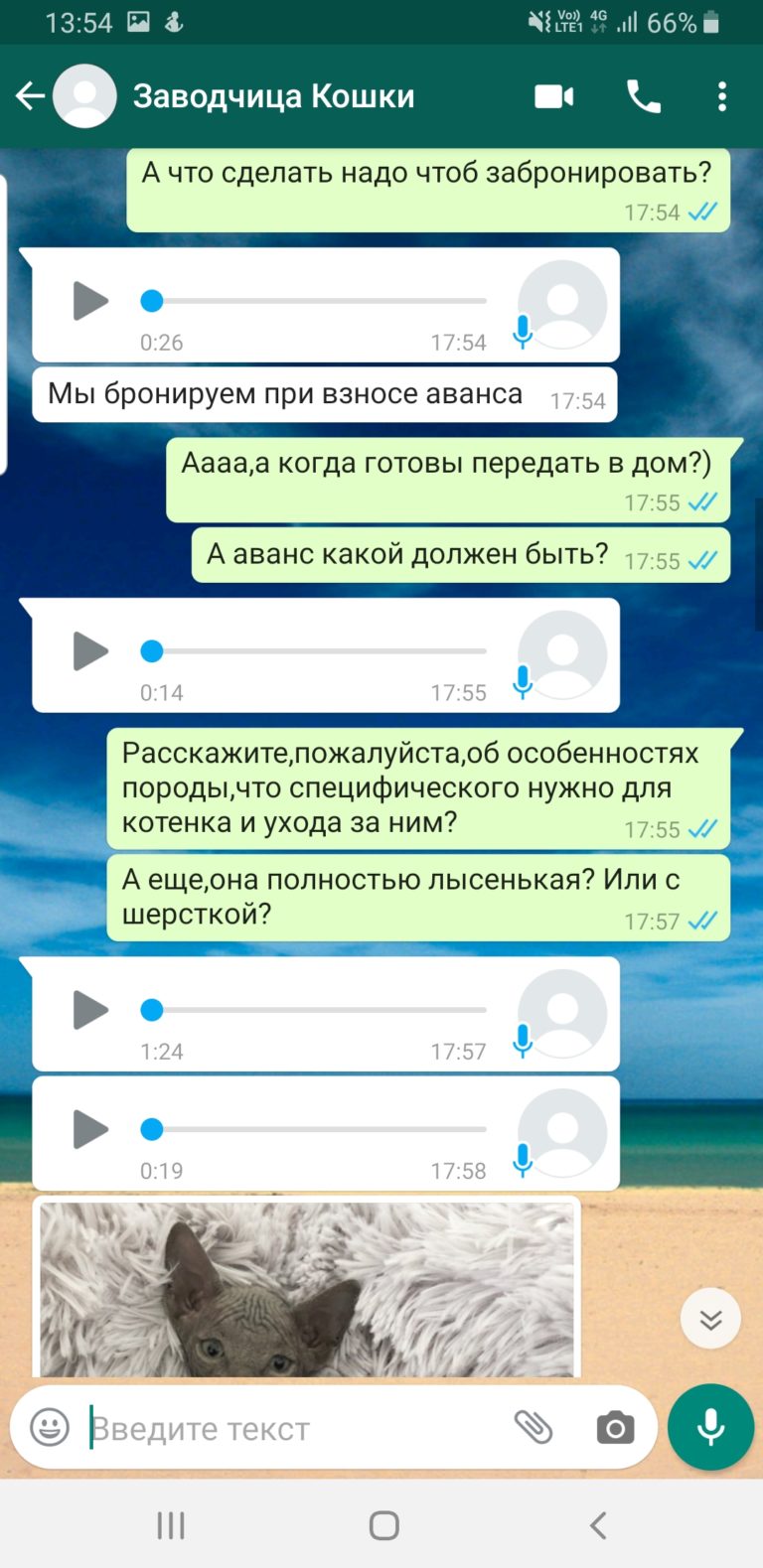 Продавец сфинксов Мошенница