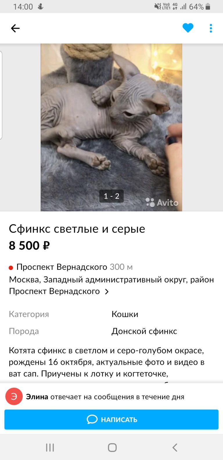 Продавец сфинксов Мошенница